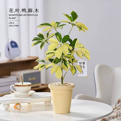 花叶鸭脚木盆栽室内客厅办公室