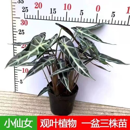 小仙女竹芋室内净化空气美观