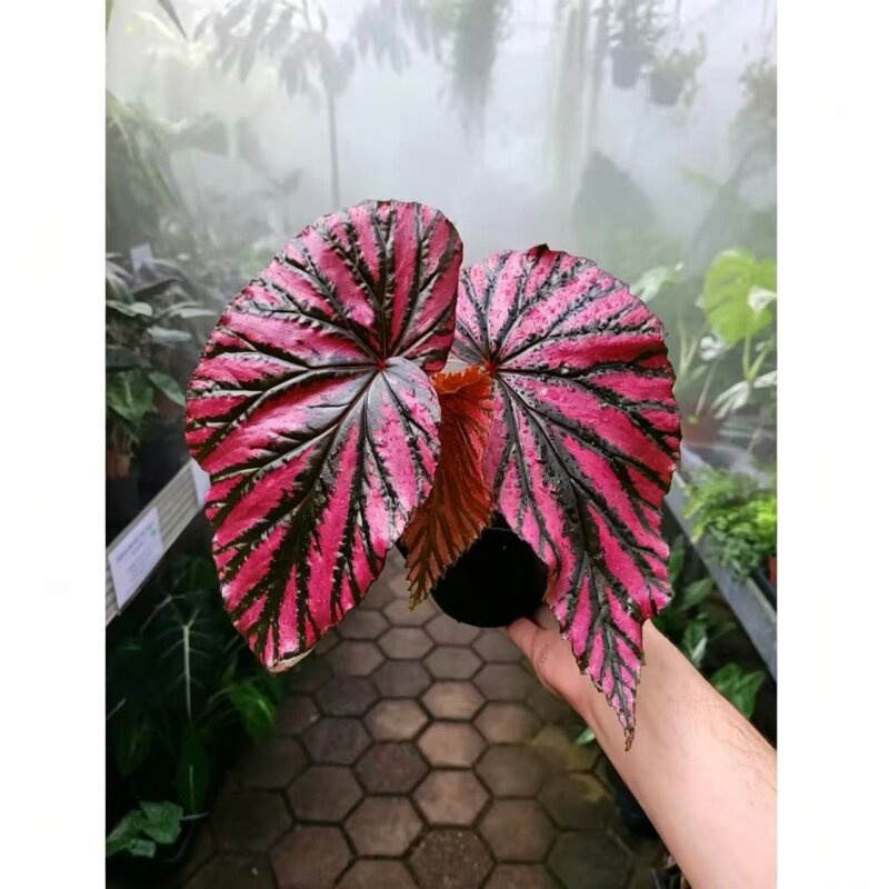 红纹秋海棠室内水培观叶植物