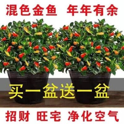 聚财盆栽好养花卉绿植耐寒吊兰