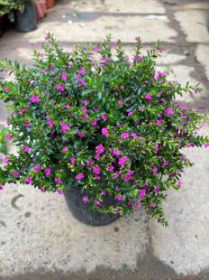 年宵花满天星盆栽独杆棒棒糖植物带花四季好养净化空气室内绿植花