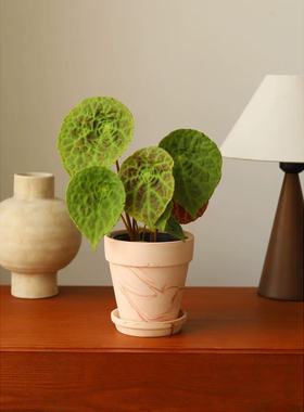 福寿秋海棠纳吐纳秋海棠Begonia phuthoensis圆叶网红阳台热植