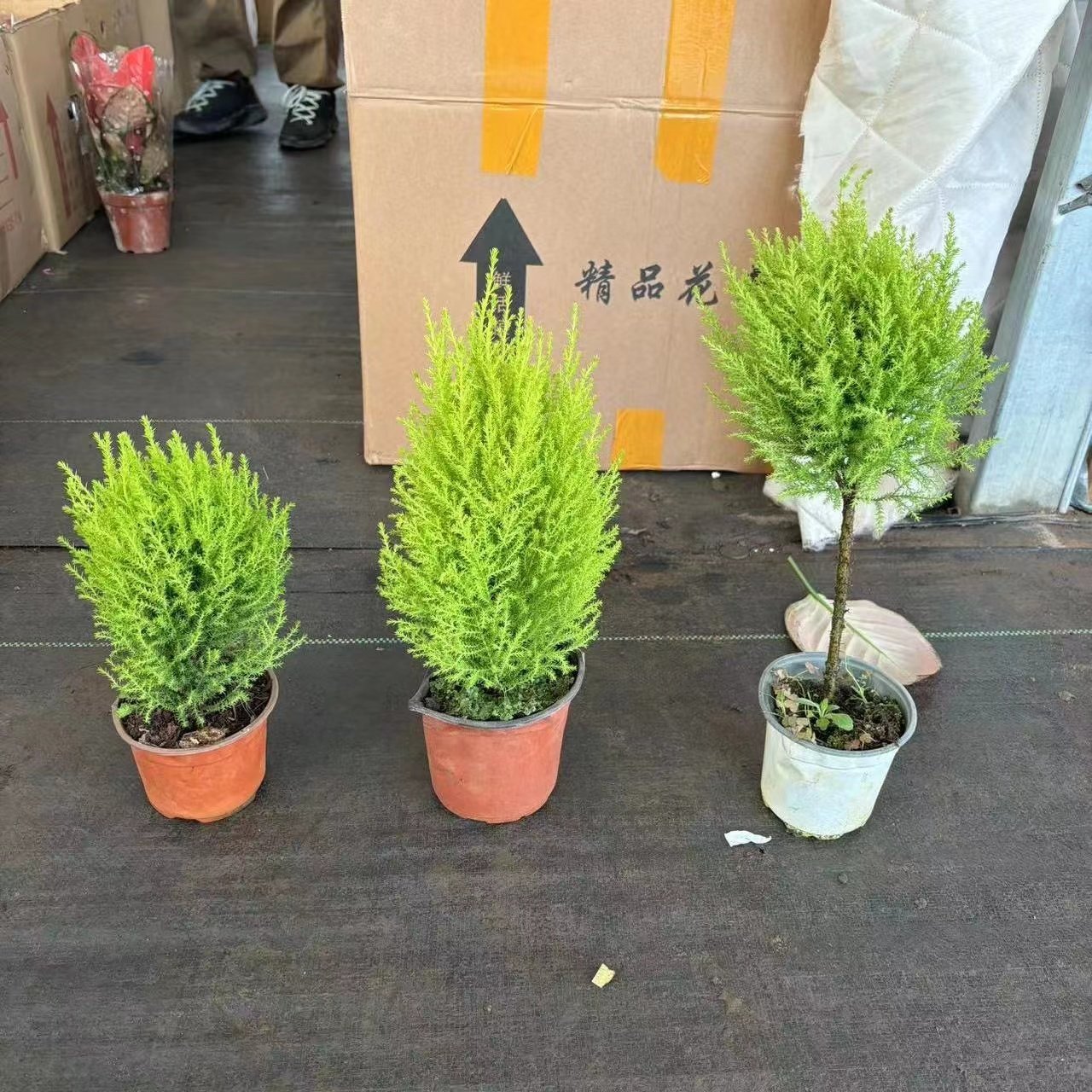 香松盆栽客厅净化空气圣诞树