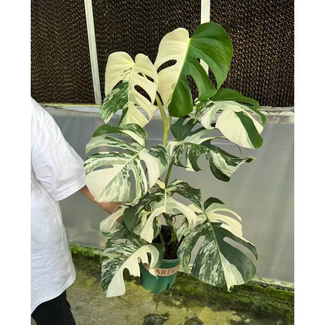 白锦龟背竹锦叶锦化花叶龟背竹
