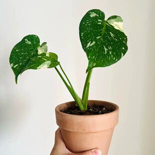 洒金龟背竹白龟 ins风网红绿植盆栽室内阳台观叶绿色植物