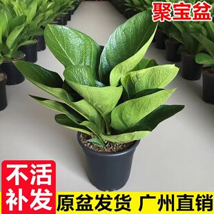 聚宝盆绿植室内盆栽绿公主办公室桌面大叶植物绿巨人客厅招财花卉