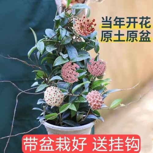 球兰阳台净化空气防辐射