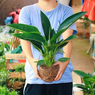 大叶金钻四季常青室内防辐射招财绿植客厅桌面盆栽好养活植物花卉