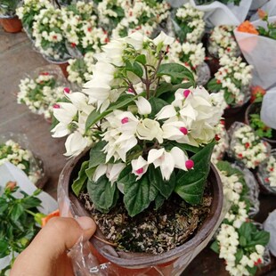 龙吐珠花盆栽花卉观花植物室内花客厅吸甲醛四季开花带花发货包邮