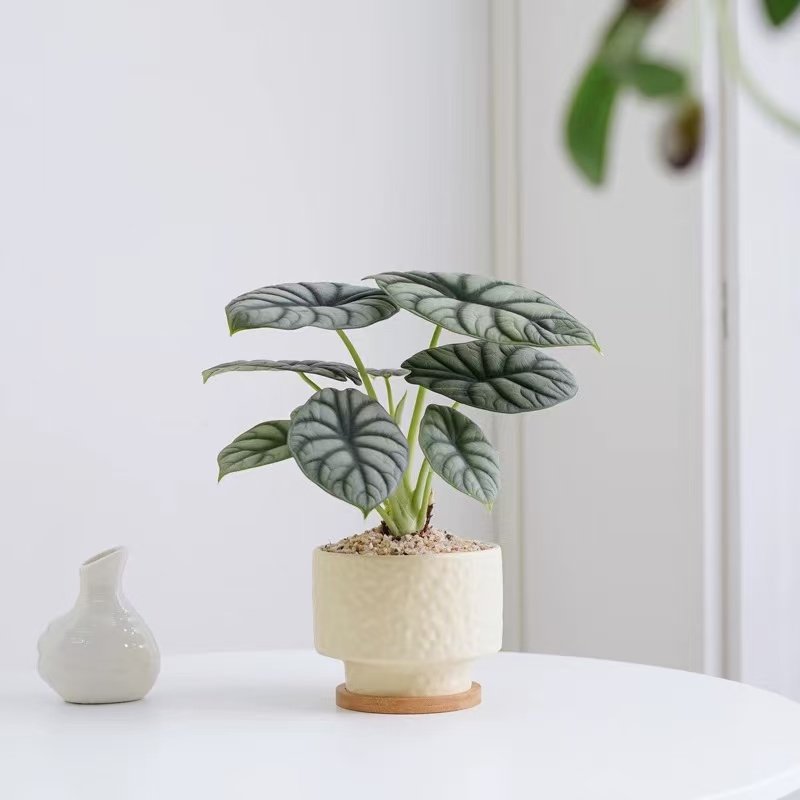 白犀牛海芋盆栽室内桌面绿植花卉