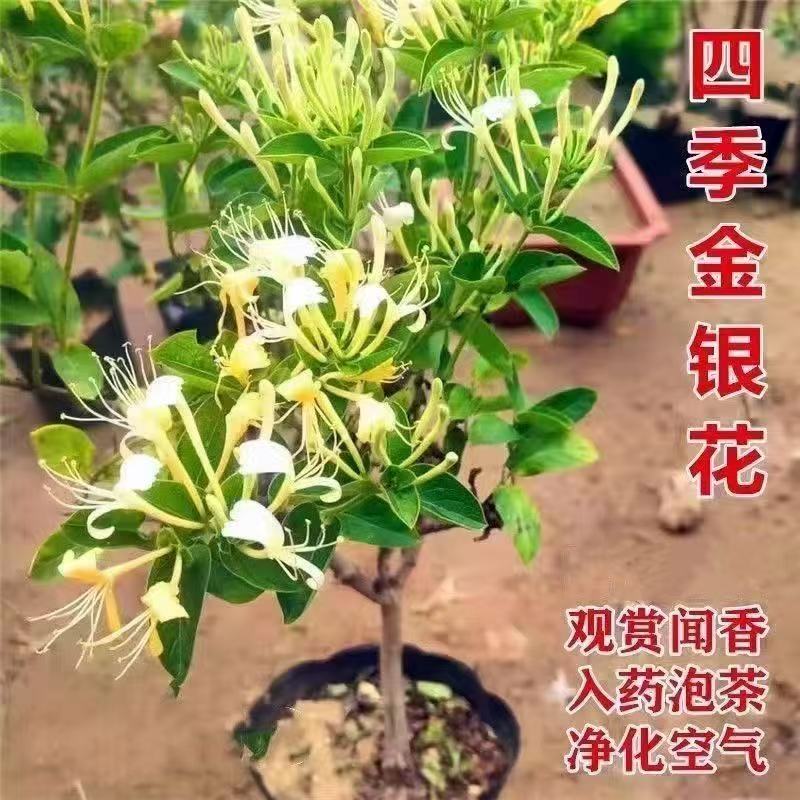 金银花苗爬藤植物可食用药用盆栽