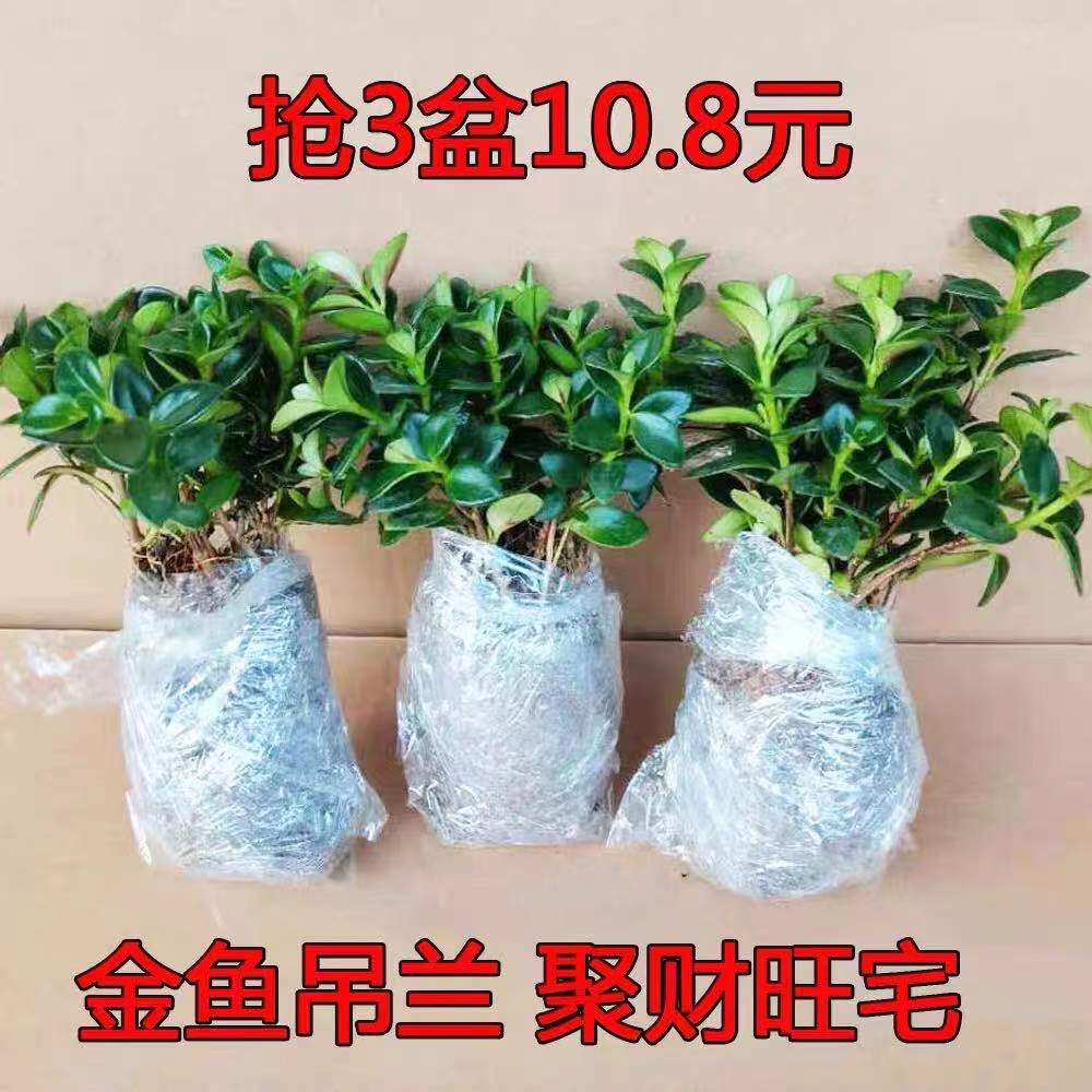 植物花卉耐寒客厅吊兰净化空气