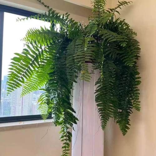 霸王蕨客厅净化空气防辐射蕨类