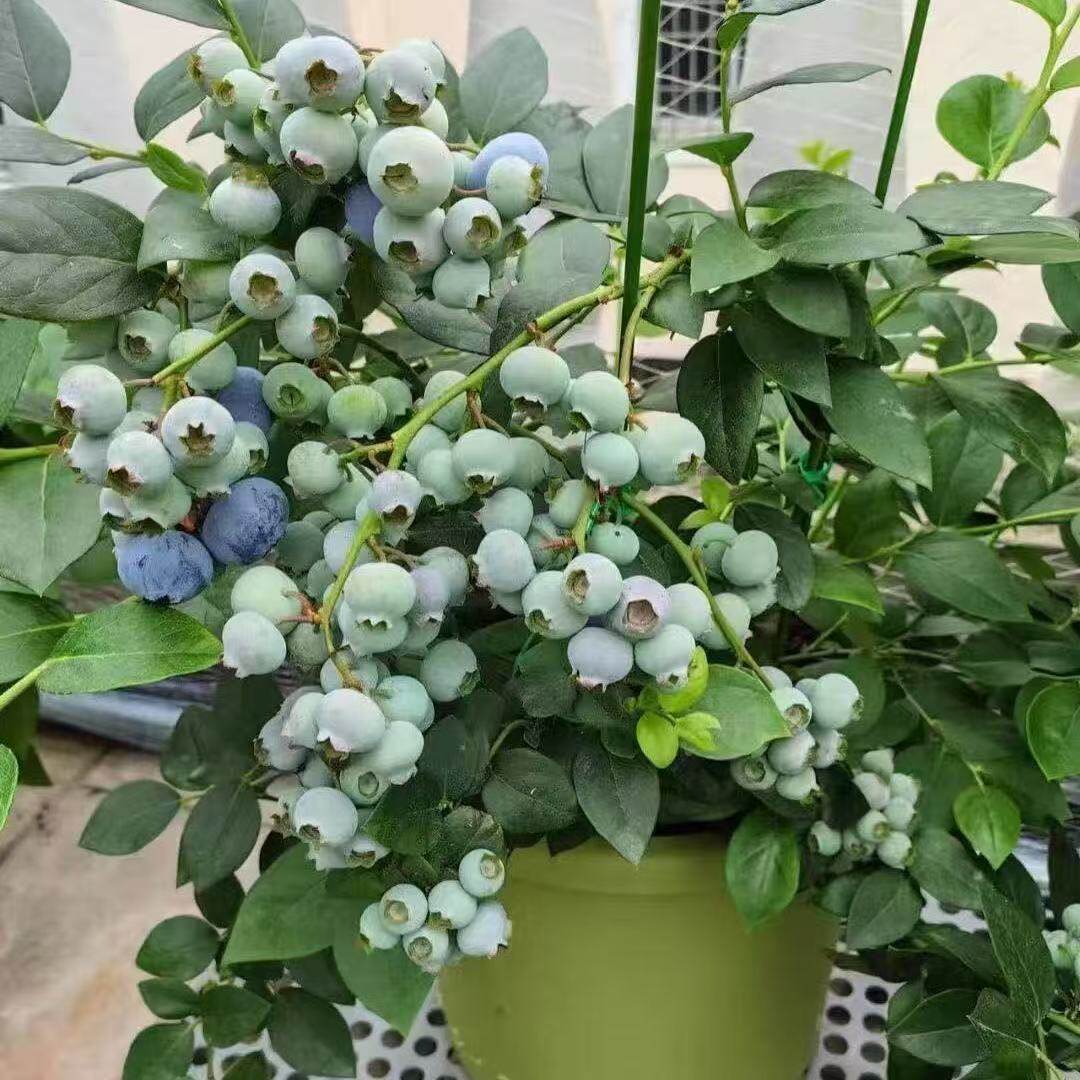 精品蓝莓盆栽树带果带花