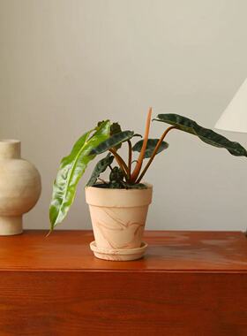 橙柄蔓绿绒 Philodendron billietiae Croat 热植盆栽高级植物