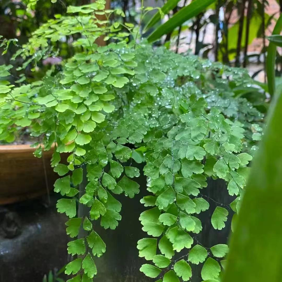 绿植铁线蕨客厅净化空气防辐射