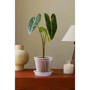 银脉箭叶海芋 Alocasia longiloba Miq 室内水培斑马海芋净化空气