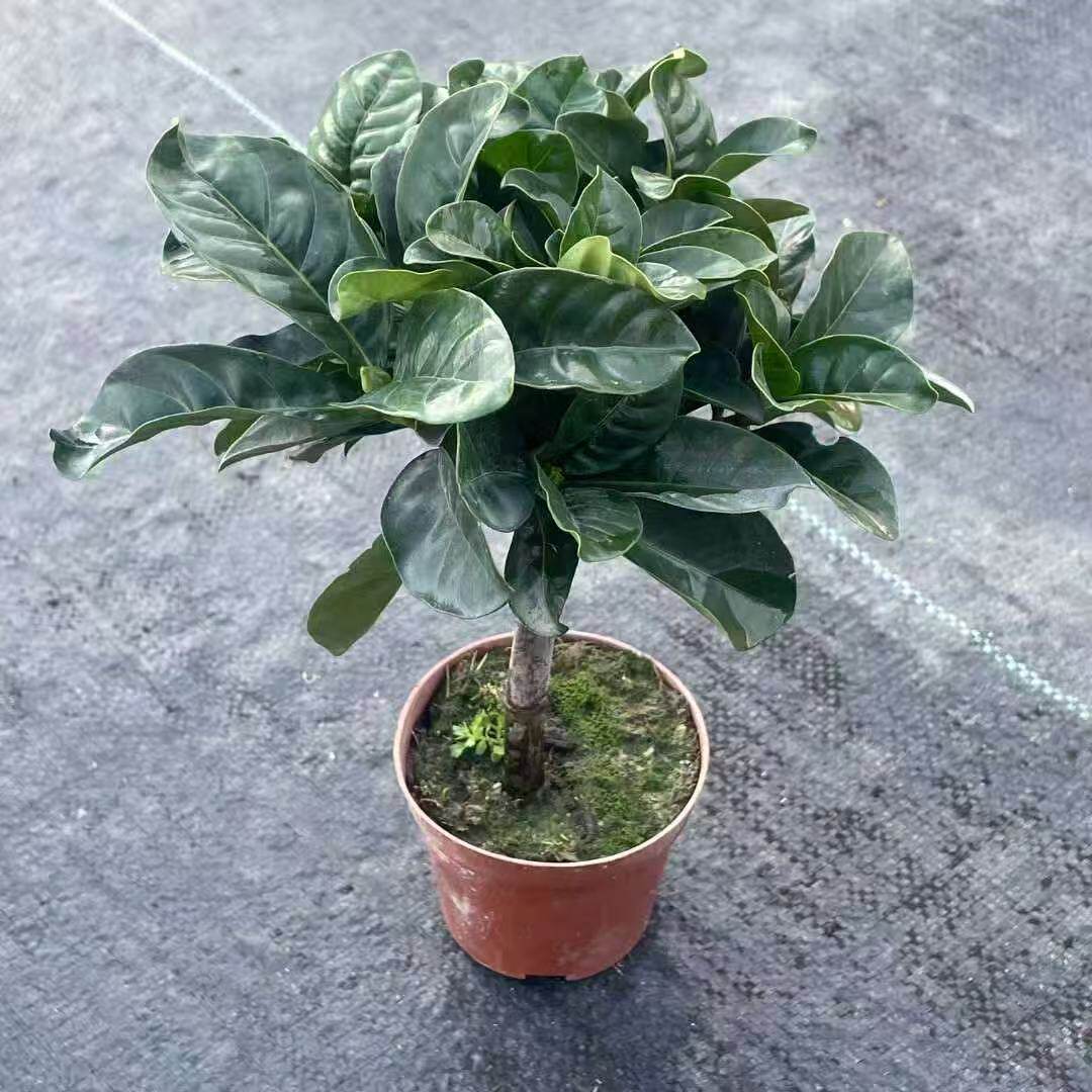大叶独杆栀子花牡丹栀子花重瓣