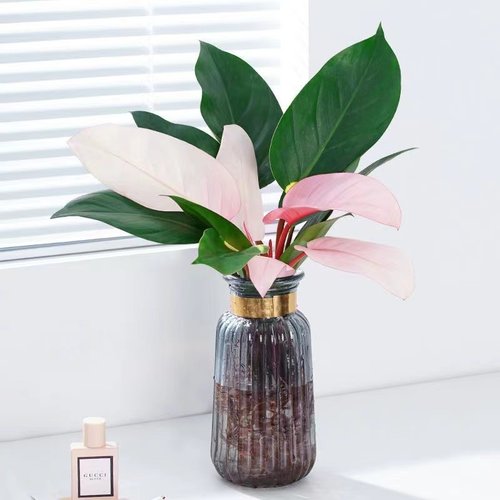 粉公主客厅净化空气吸甲醛