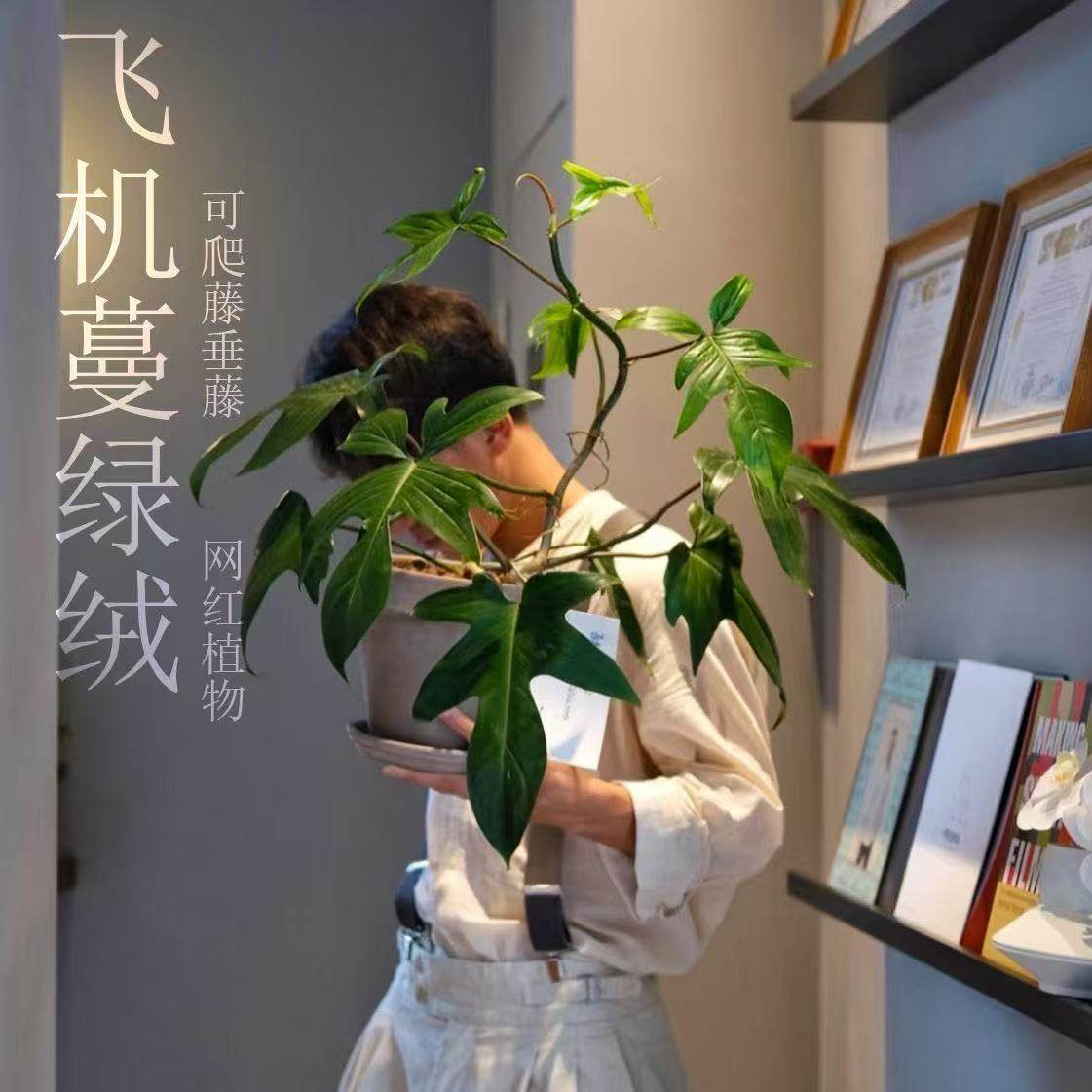 飞机蔓绿绒爬藤北欧风绿天堂垂钓