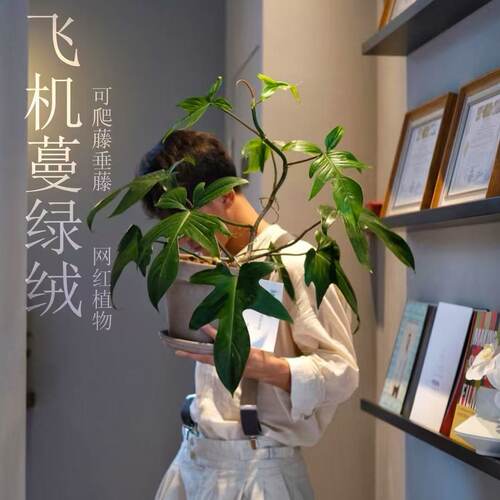 飞机蔓绿绒爬藤北欧风绿天堂垂钓