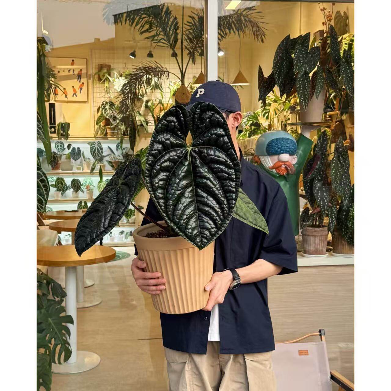 包邮奢华花烛盆栽热植大叶植物