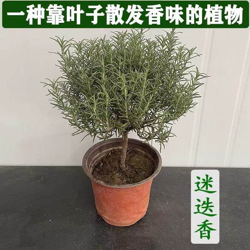 迷迭香盆栽西餐牛排用新鲜薄荷