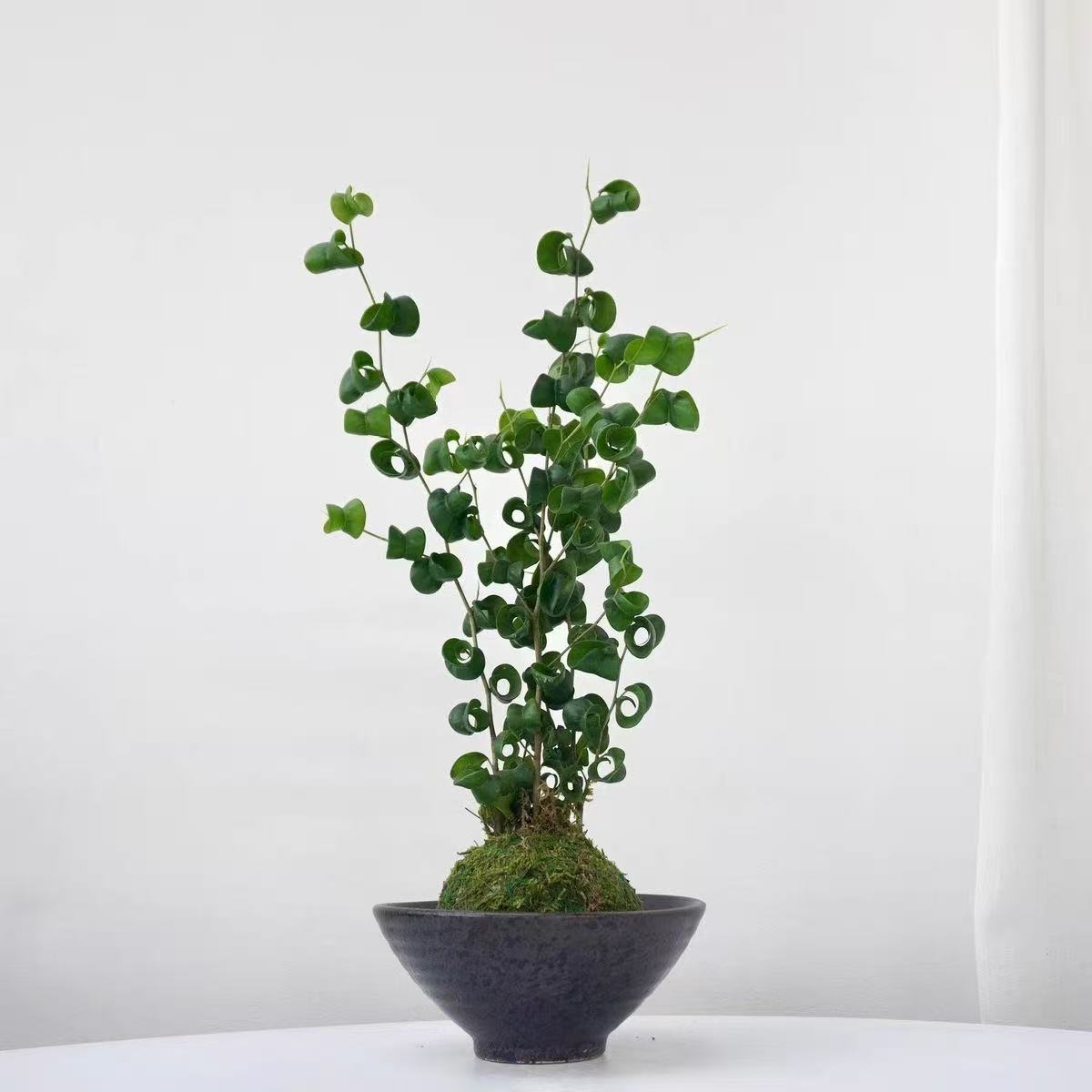 卷叶榕卷福植物苔藓室内盆栽