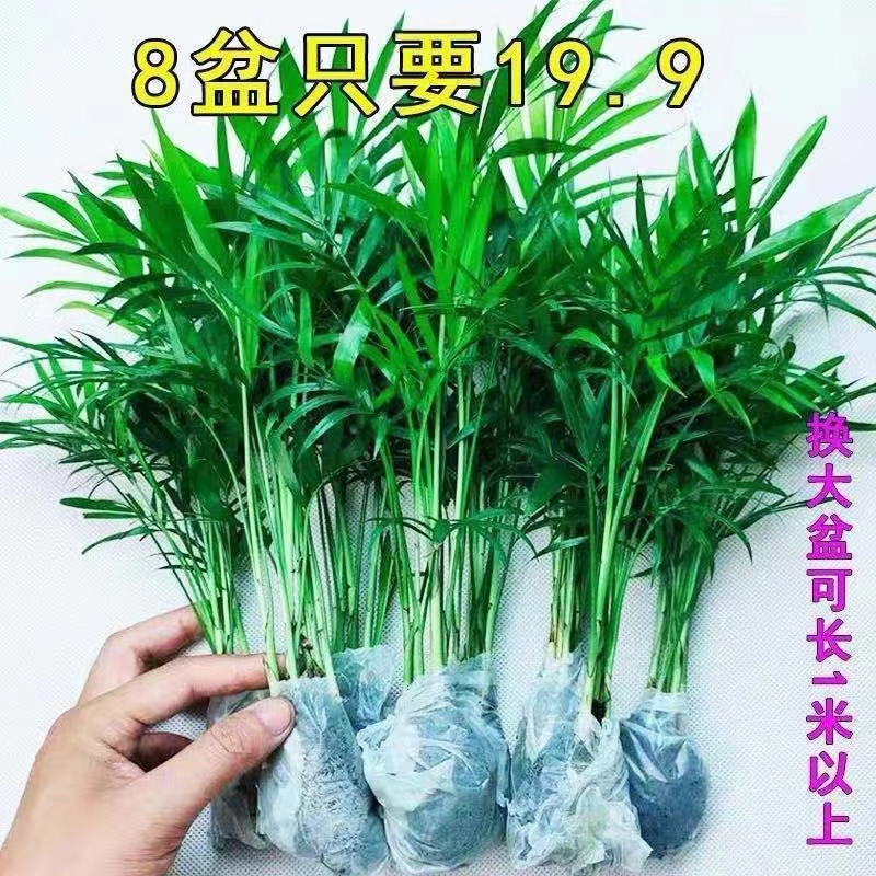 《特惠2盆9.9袖珍椰子》凤尾竹散尾葵盆栽水培土培四季常青吸甲醛 鲜花速递/花卉仿真/绿植园艺 绿植 原图主图