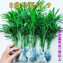 《特惠2盆9.9袖珍椰子》凤尾竹散尾葵盆栽水培土培四季常青吸甲醛