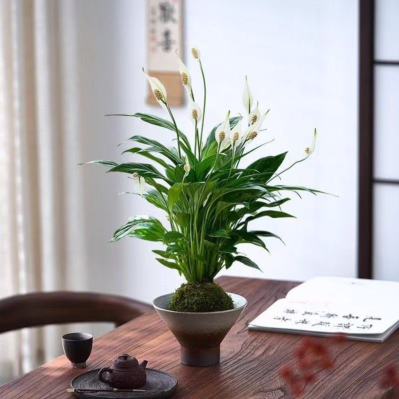 一帆风顺白掌盆栽水培植物苔藓球