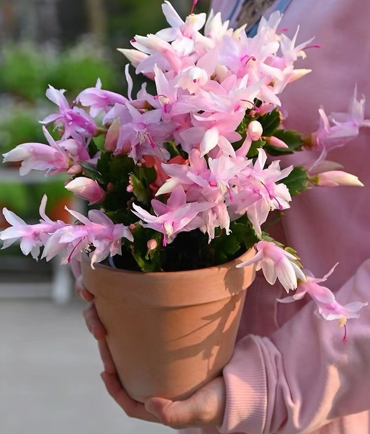 蟹爪兰开花植物客厅四季带花苞