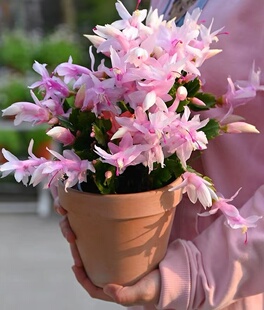 新品蟹爪兰花苗盆栽带花苞四季开花绿植蟹爪莲室内花卉嫁接好养活