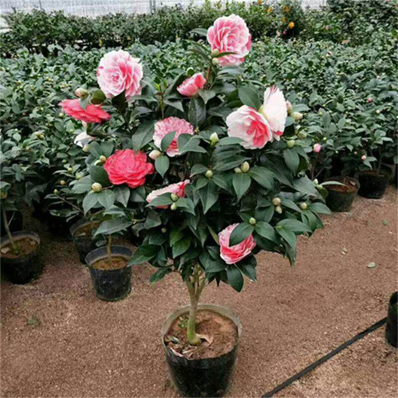 带花苞五色赤丹山茶花树苗盆栽