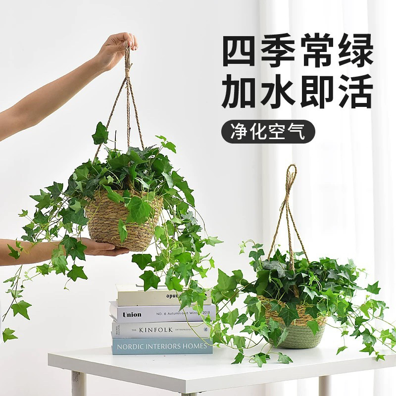 常春藤吊篮盆栽室内净化空气