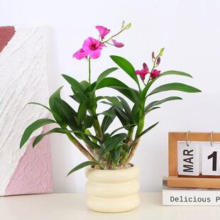 石斛兰盆栽紫色带花箭兰花办公室桌摆易养绿植香水蝴蝶兰观花植物