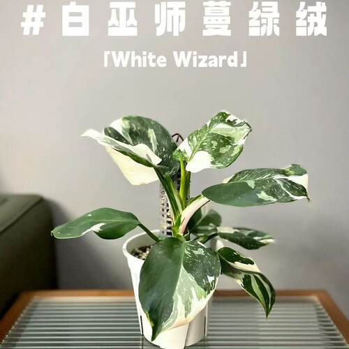 白巫师蔓绿绒网红白骑士白锦龟背
