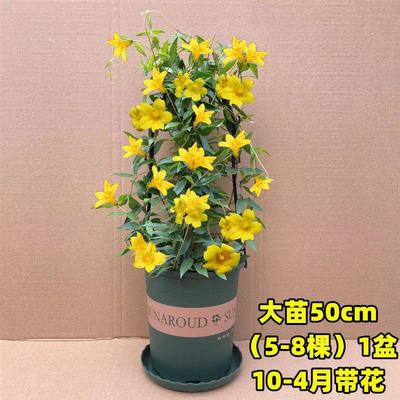 爬藤植物阳台吸甲醛茉莉