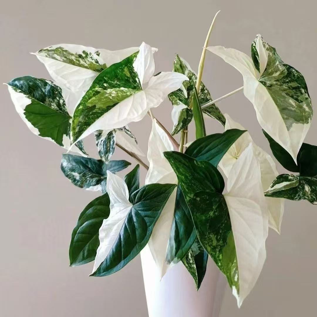 批发白锦黄锦粉锦牛奶合果芋热植