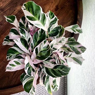 荷兰进口白油画竹芋北欧风网红观叶植物室内客厅阳台耐阴好养盆栽