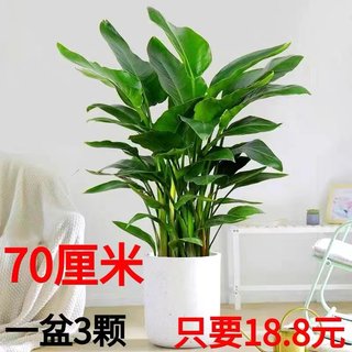 天堂鸟盆栽大型绿植客厅北欧室内办公室植物好养除甲醛花卉鹤望兰