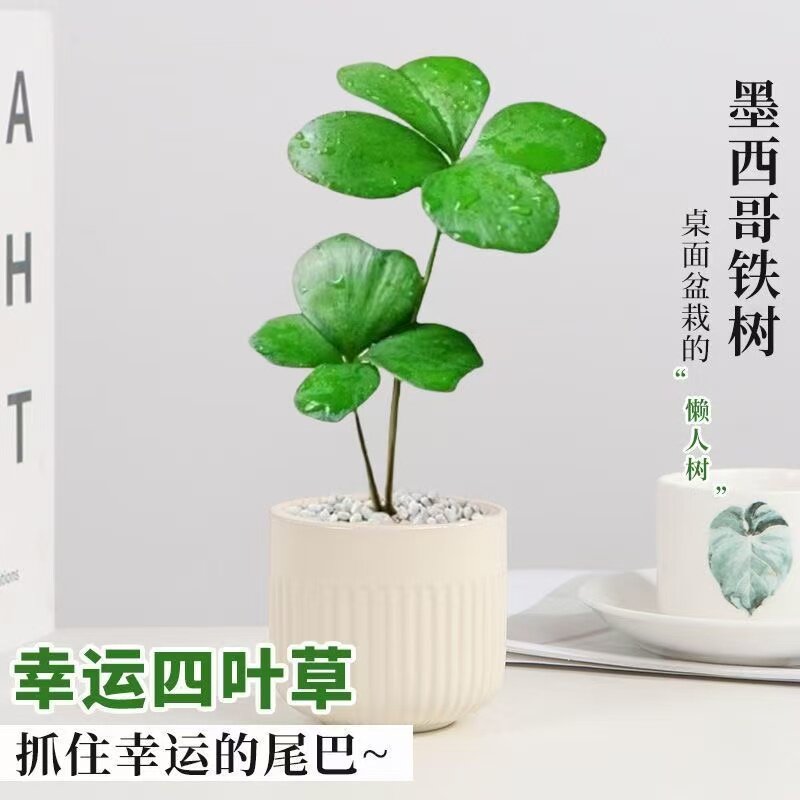 墨西哥铁树四叶幸运草室内办公桌绿植小盆栽古风盆景迷你懒人植物