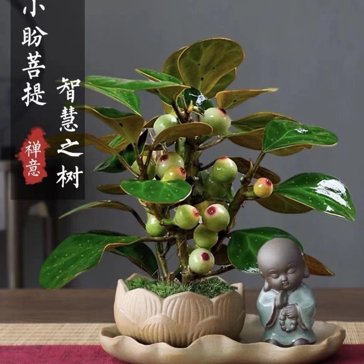 菩提树盆栽客厅室内吸甲醛招财