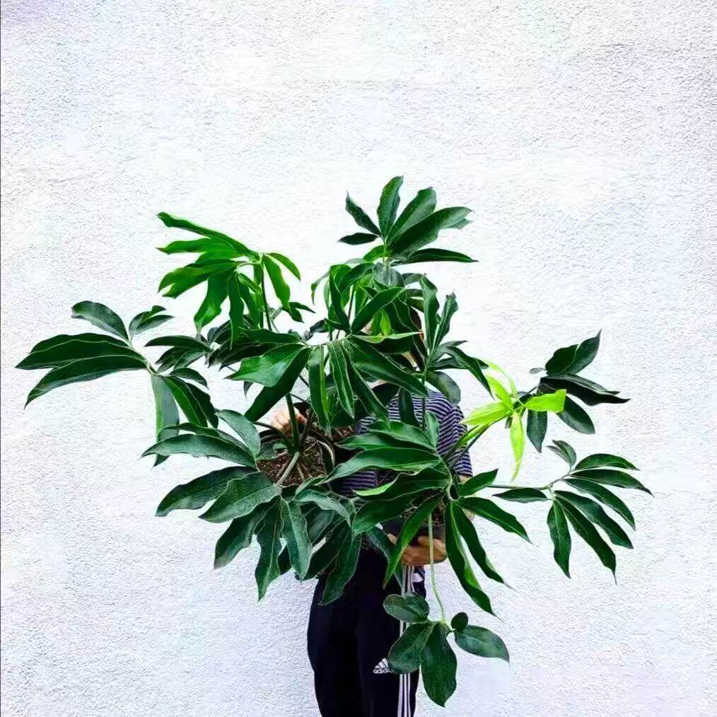 印第安羽毛蔓绿绒大叶伞蔓绿绒