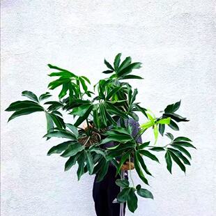 印第安羽毛蔓绿绒大叶伞植物 philodendron goeldii 掌叶蔓绿绒