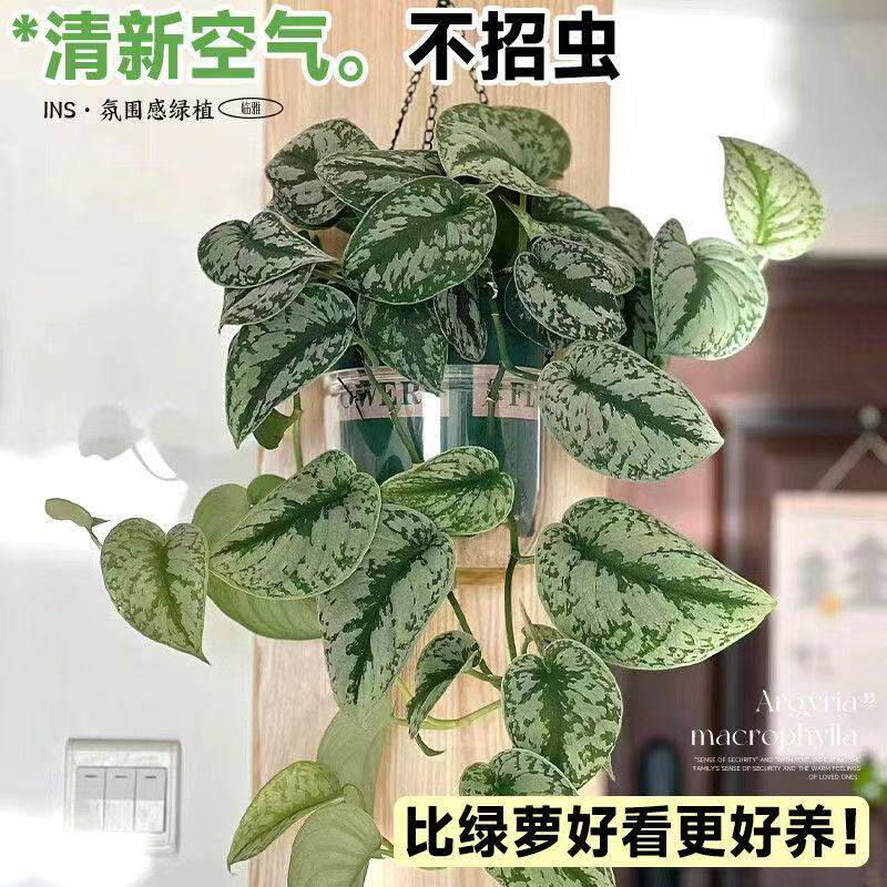 大叶银斑葛小叶花叶绿萝可垂吊盆