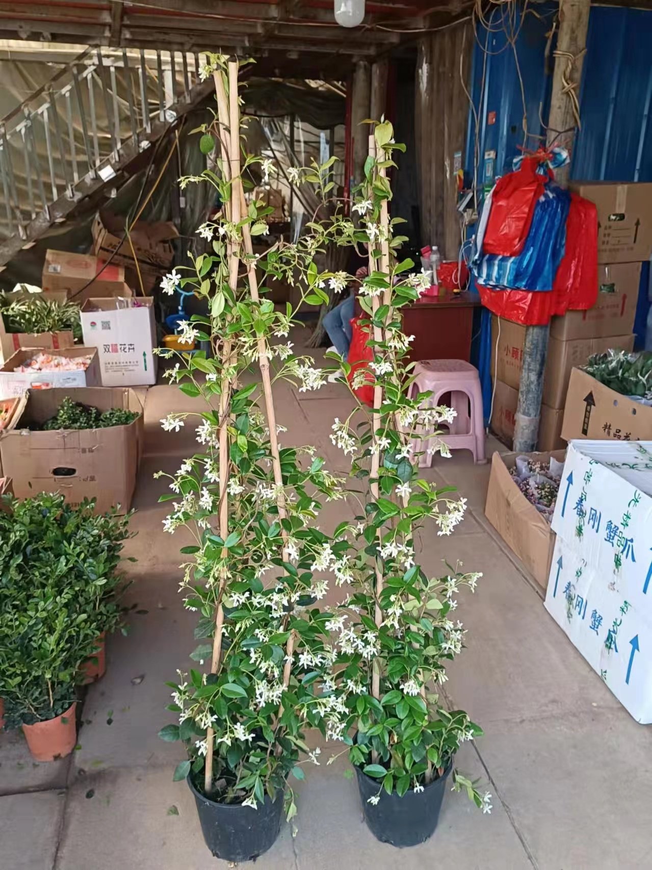 风车茉莉爬墙植物庭院爬藤四季开花浓香型络石藤粉色盆栽大苗老桩