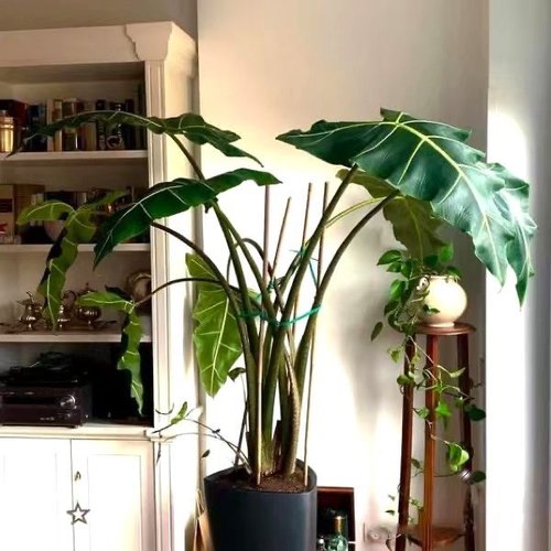 进口萨利安海芋好养室内办公室盆栽斑马海芋热带观叶北欧风海芋