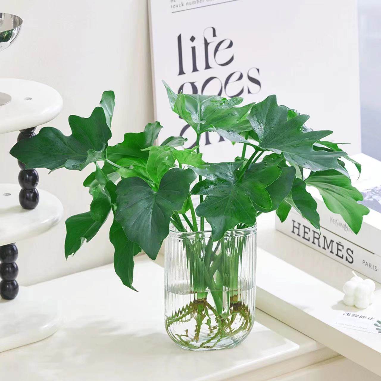 春羽客厅净化空气防辐射