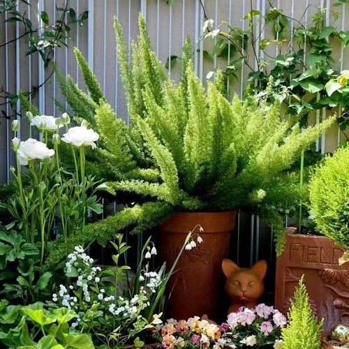 狐尾天门冬客厅净化空气吸甲醛